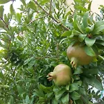 Authentic Dalmatia Kemping Pirovac