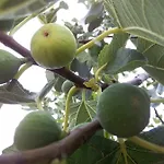 Authentic Dalmatia Kemping *