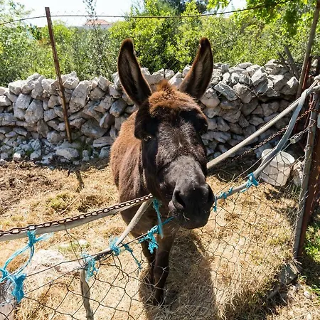 Authentic Dalmatia キャンプ場 ピロヴァッツ