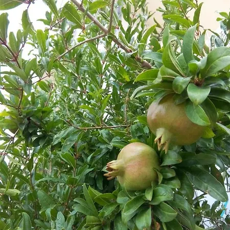 Authentic Dalmatia Kamp alanı Pirovac