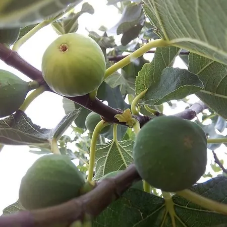 Authentic Dalmatia Parque de Campismo *