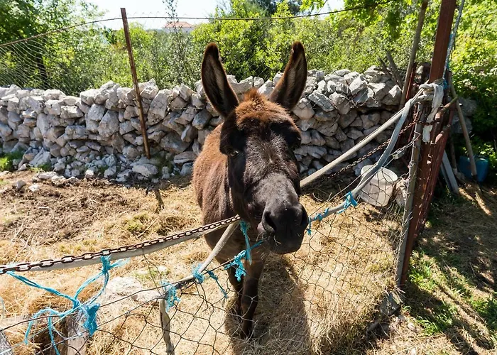 Authentic Dalmatia 캠프장 피로바츠