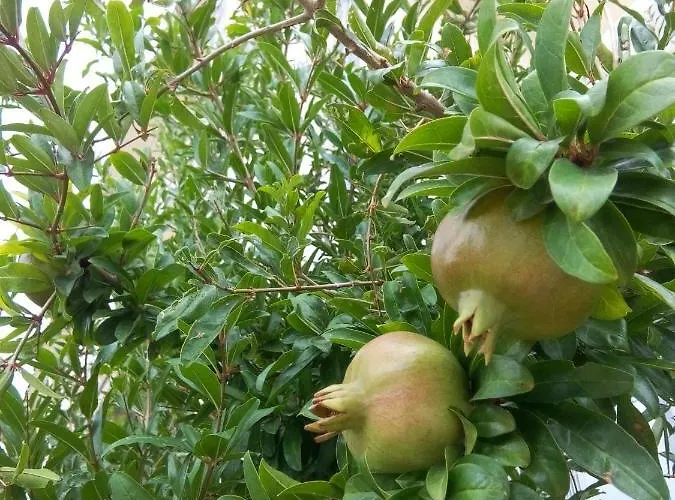 Authentic Dalmatia Kemping Pirovac