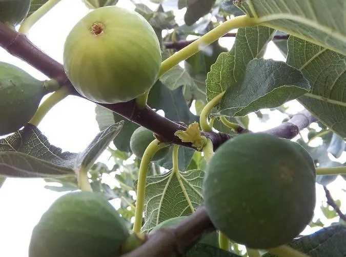 Authentic Dalmatia Kemping *